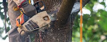 Best Tree Mulching Services  in Adairsville, GA